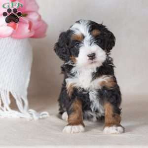 Lizzy, Mini Bernedoodle Puppy